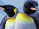 Penguen Dayanışması